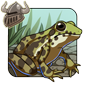 Marsh Frog Companion
