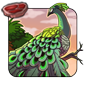 Jade Peacock
