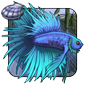 Crowntail Surgling