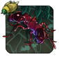 Slender Twig Ant