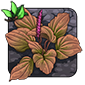 Herbal Plantain