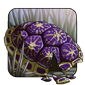 Decorated Turtle Shell