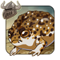Desert Rain Frog Companion