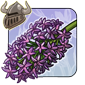 Tickled Hyacinth
