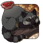 Silver Raccoon