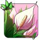 Spathiphyllum