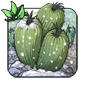 Tundra Cactus