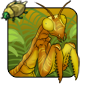 Jungle Mantis