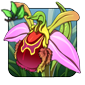 Bee Orchid