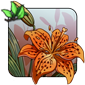 Speckled Fire Lily
