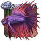 Crowntail Wanderer