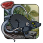 Taillash Rat