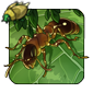 Slender Ant