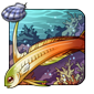 Regal Firefish