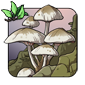 Mycena Mushroom