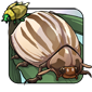 Two-tone Brown Beetle