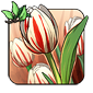 Carnaval Tulip