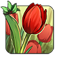 Red Emperor Tulip