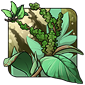 Crisp-leaf Amaranth