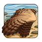 Turkeywing Seashell